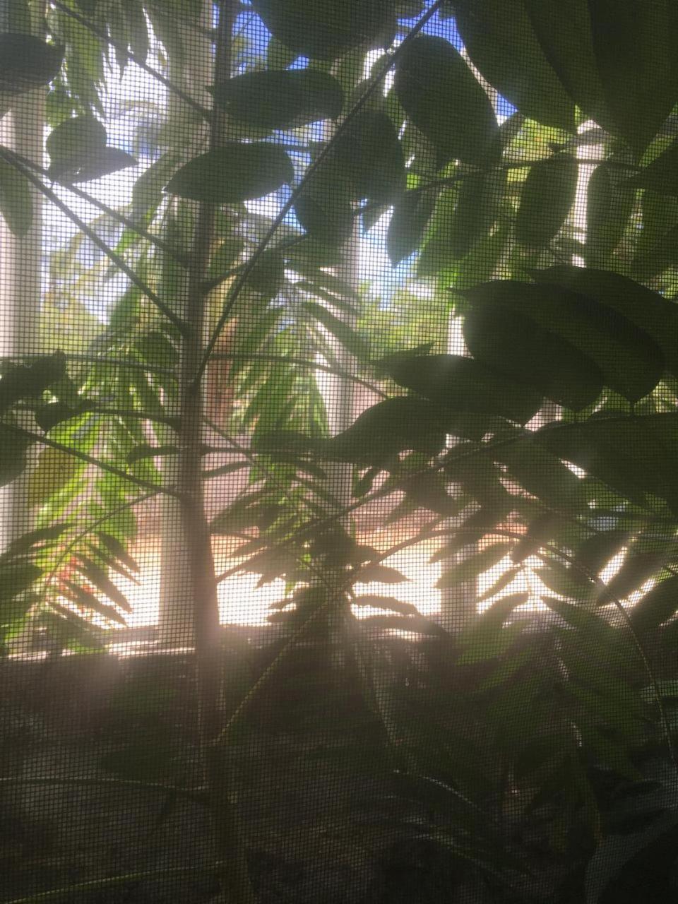 Green Paradise Leona Vicario エクステリア 写真